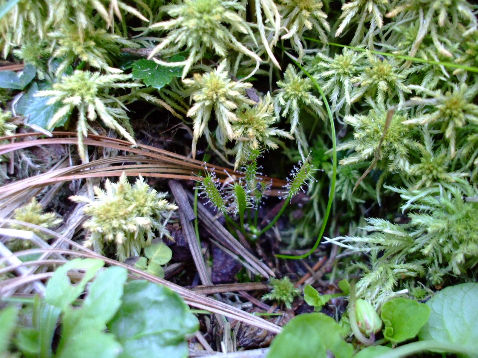 Drosera linearis